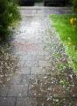 das Bild zu 'hailstorm' auf Deutsch