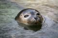 das Bild zu 'harbour seal' auf Deutsch