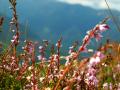 das Bild zu 'heather' auf Deutsch
