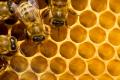 das Bild zu 'honeycomb' auf Deutsch