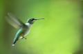 das Bild zu 'hummingbird' auf Deutsch