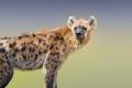 das Bild zu 'hyena' auf Deutsch