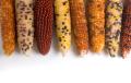 das Bild zu 'Indian corn' auf Deutsch