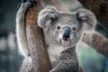 das Bild zu 'koala' auf Deutsch