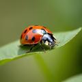 das Bild zu 'ladybird' auf Deutsch