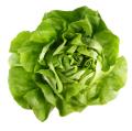 das Bild zu 'lettuce' auf Deutsch