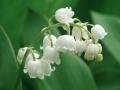 das Bild zu 'lily of the valley' auf Deutsch