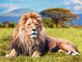 das Bild zu 'lion' auf Deutsch