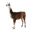 das Bild zu 'llama' auf Deutsch