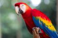 das Bild zu 'macaw parrot' auf Deutsch