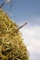 das Bild zu 'needle in a haystack' auf Deutsch