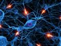 das Bild zu 'nervous system' auf Deutsch