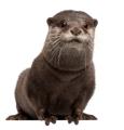 das Bild zu 'otter' auf Deutsch