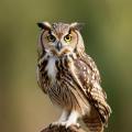 das Bild zu 'owl' auf Deutsch