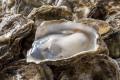 das Bild zu 'oyster' auf Deutsch