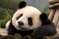 das Bild zu 'panda' auf Deutsch