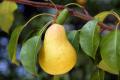 das Bild zu 'pear tree' auf Deutsch