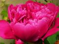das Bild zu 'peony' auf Deutsch