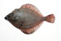 das Bild zu 'plaice' auf Deutsch
