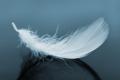 das Bild zu 'pluma' auf Deutsch