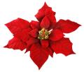 das Bild zu 'poinsettia' auf Deutsch