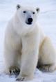 das Bild zu 'polar bear' auf Deutsch