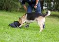 das Bild zu 'police dog' auf Deutsch