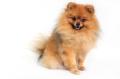 das Bild zu 'Pomeranian' auf Deutsch