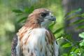 das Bild zu 'prairie falcon' auf Deutsch