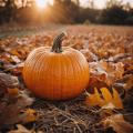 das Bild zu 'pumpkin' auf Deutsch