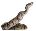 das Bild zu 'python' auf Deutsch