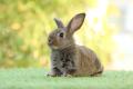 das Bild zu 'rabbit' auf Deutsch