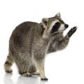 das Bild zu 'raccoon' auf Deutsch