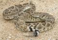 das Bild zu 'rattlesnake' auf Deutsch