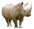 das Bild zu 'rhinoceros' auf Deutsch