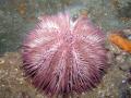 das Bild zu 'sea urchin' auf Deutsch