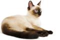 das Bild zu 'Siamese cat' auf Deutsch