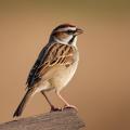 das Bild zu 'sparrow' auf Deutsch