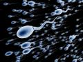 das Bild zu 'sperm' auf Deutsch