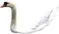 das Bild zu 'swan' auf Deutsch