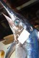 das Bild zu 'swordfish' auf Deutsch