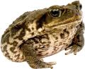 das Bild zu 'toad' auf Deutsch