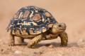 das Bild zu 'tortoise' auf Deutsch