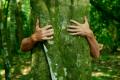 das Bild zu 'tree-hugger' auf Deutsch