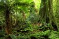 das Bild zu 'tropical forest' auf Deutsch