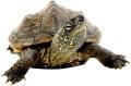 das Bild zu 'turtle' auf Deutsch