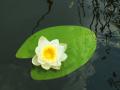 das Bild zu 'water lily' auf Deutsch