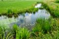 das Bild zu 'water meadow' auf Deutsch