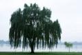 das Bild zu 'weeping willow' auf Deutsch