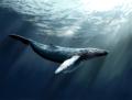das Bild zu 'whale' auf Deutsch